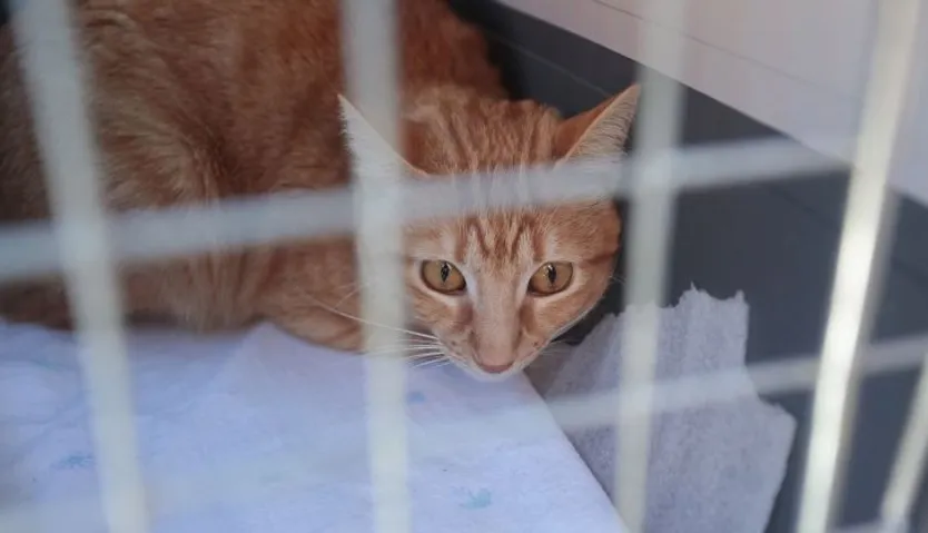 Bendición de un gato en San Antón Campillo (Agencia ICAL) (6)