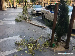 Accidente árbol puerta zamora (3)