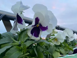 Flores pensamientos viento
