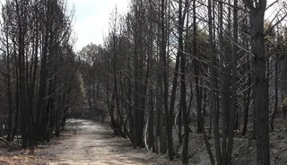 Las desoladoras imágenes de la Sierra de la Culebra tras el incendio