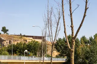 Foto GMS Árboles secos en el Parque Elio Antonio de Nebrija (2)