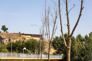 Foto GMS Árboles secos en el Parque Elio Antonio de Nebrija (2)