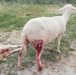 Oveja herida en un ataque en Barreras