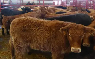 Ovino y vacuno tiran al alza de la Lonja