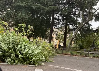 El aire derriba un árbol en el paseo de San Vicente