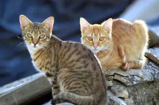Gatos callejeros. Foto EP