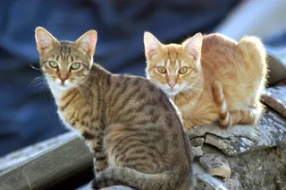 Gatos callejeros. Foto EP
