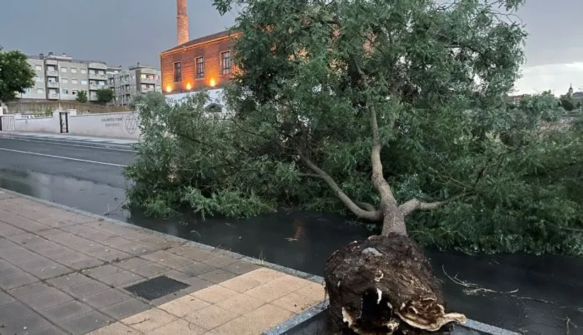 árbol caído en el camino de las aguas