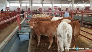 Mercado vacuno (14) result