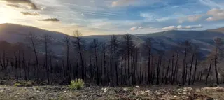 Incendio en el parque Natural Las batuecas un año despues. Fotos Antonio García (4)