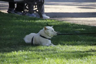 ¿Cómo evitar que tu perro se envenene en la calle? Salamanca tiene la solución