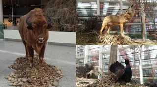 Bisontes en el Museo de la Evolución Humana