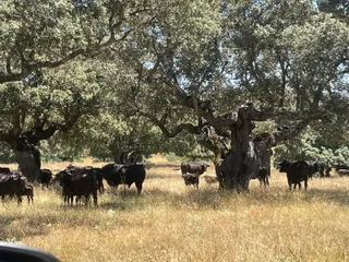 Toro de Lidia en la Dehesa | ARCHIVO
