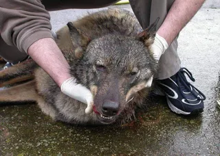 Lobo abatido en Castilla y León