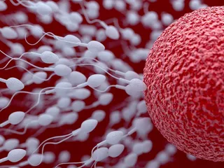 Disminuye la calidad del ADN de los espermatozoides de los salmantinos