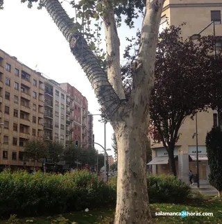 Instalación luces de Navidad 28 octubre 2019 (1)