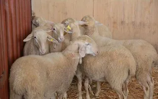 Los ganaderos de caprino, en situación límite por los precios ruinosos de la leche