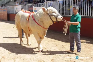 Subasta de ganado Salamaq 2018 (95)