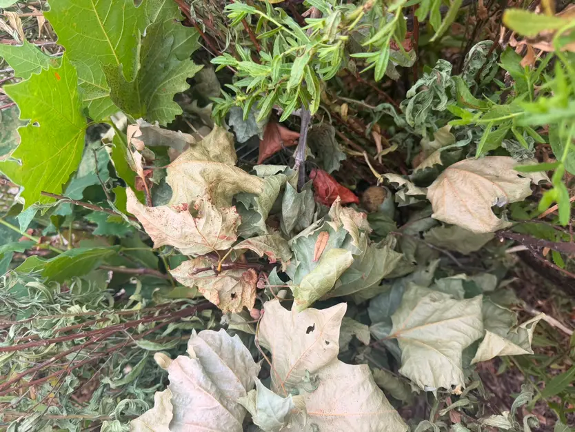 Los furtivos habían ocultado con hojas la jaula