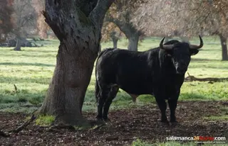 Ganaderías salmantinas: Los Bayones