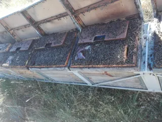 Abejas muertas 2