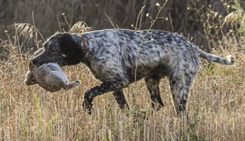 Perro de caza. Foto EP