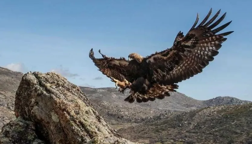 Águila Real. Diputación de Salamanca