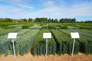 Variedades de cereal de los ensayos agrarios del Instituto Tecnológico Agrario de CyL | ICAL