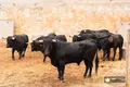 Novillos de Adelaida Rodríguez en los corrales de Salamanca | BMF TOROS