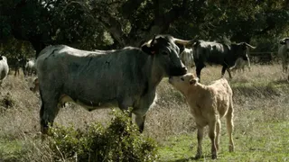 El programa de TVE "Las Rutas D’Ambrosio" tendrá como protagonista la gastronomía de Salamanca