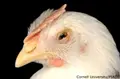 Una gallina afectada por la enfermedad de Newcastle - Foto Ministerio de Agricultura