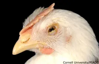 Una gallina afectada por la enfermedad de Newcastle - Foto Ministerio de Agricultura