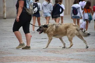 Perro paseando