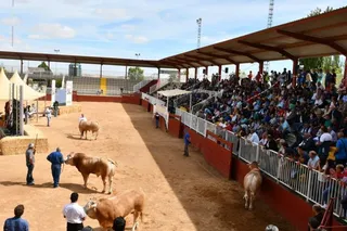 Subasta ganado Salamaq