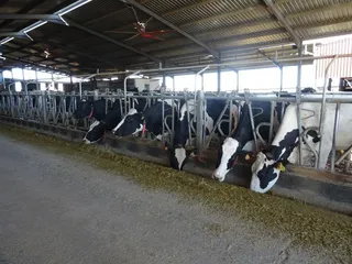 Vacas de leche (1)