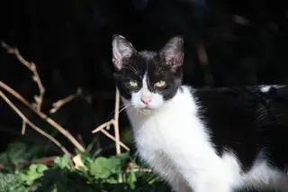 Colonias de gatos en el río