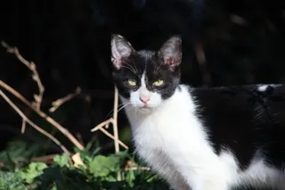 Colonias de gatos en el río