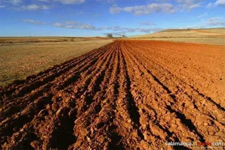 UPA-COAG alerta sobre los efectos negativos que sobre el cereal, colza, y otros cultivos está teniendo la falta de lluvias