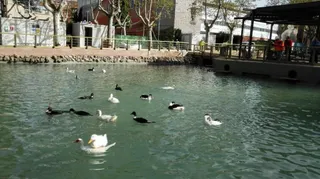 Los patos regresan a La Alamedilla
