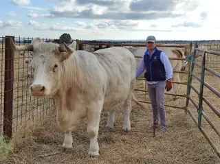 Emilio Ortega junto a una de las vacas que presentará en Salamanq. Foto: SALAMANCA24HORAS