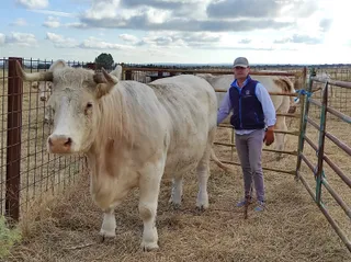 Emilio Ortega junto a una de las vacas que presentará en Salamanq. Foto: SALAMANCA24HORAS