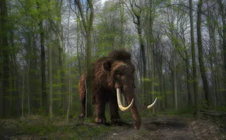 Mamut 001