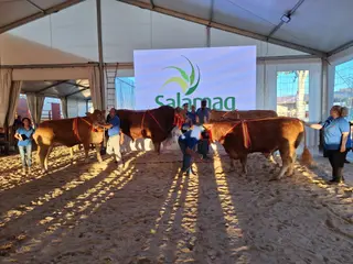 Ganadores de Limusin