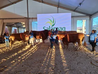 Ganadores de Limusin
