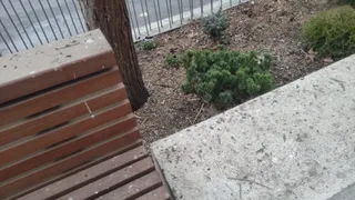 Excrementos en los bancos situados en la Puerta de Zamora (1)