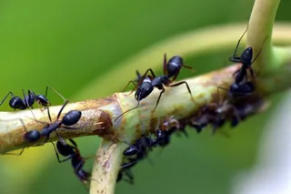 Hormigas. Foto de archivo