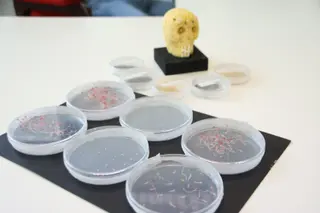 Brotes germinados de amaranto. Investigación CIALE del cultivo de amaranto con Pablo Albertos