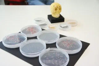 Brotes germinados de amaranto. Investigación CIALE del cultivo de amaranto con Pablo Albertos