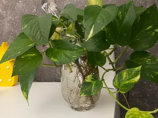 Planta en una casa