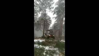 Maquinaria trabajando en una zona de árboles en El Maíllo
